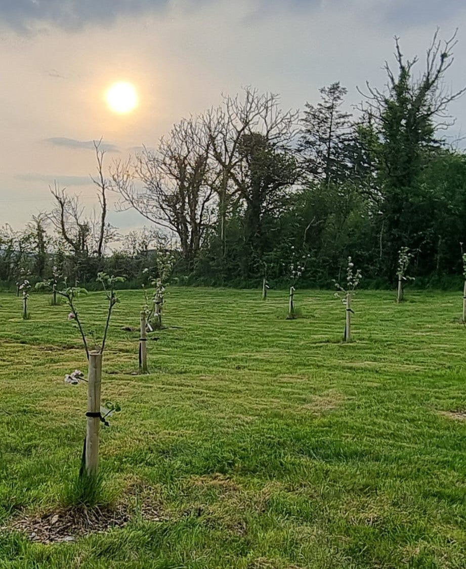 Legacy Package: Plant your legacy in the heart of Ireland.